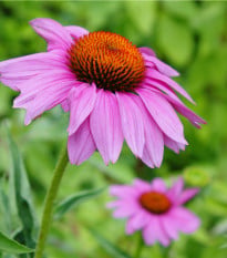 Třapatkovka Purpur - Echinacea purpurea - osivo třapatovky - 15 ks