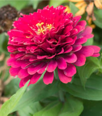 Ostálka jiřinkokvětá fialová - Zinnia elegans - osivo ostálky - 50 ks