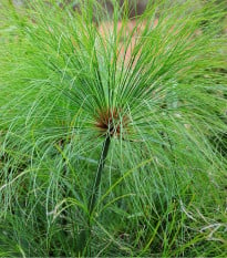 Papyrus - Cyperus papyrus - osivo papyrusu - 8 ks