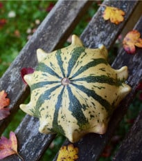 Tykvičky okrasné Koruna směs - Cucurbita pepo - osivo tykve - 40 ks