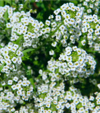 Tařicovka Snow Crystal - Lobularia maritima - osivo tařicovky - 200 ks