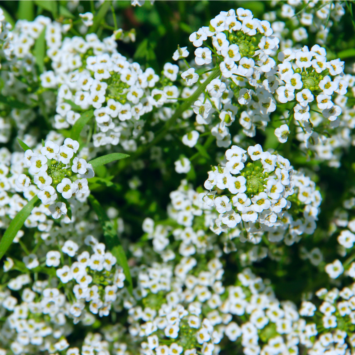 Tařicovka Snow Crystal - Lobularia maritima - osivo tařicovky - 200 ks