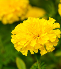 Aksamitník vzpřímený Eskimo - Tagetes erecta - osivo aksamitníku - 30 ks