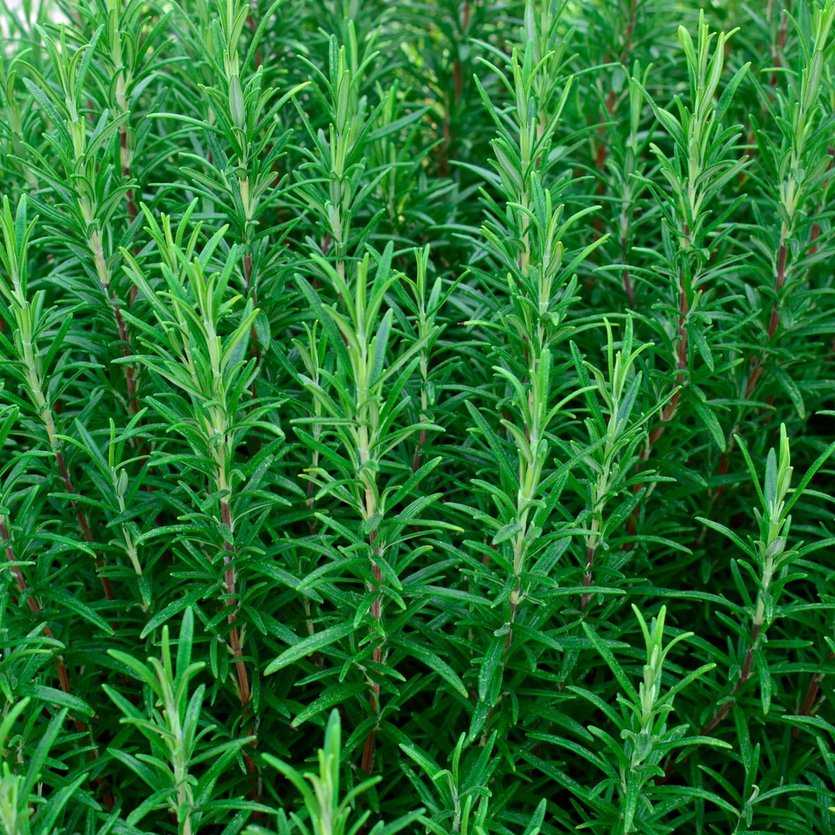 Rozmarýn lékařský - Rosmarinus officinalis - osivo rozmarýnu - 50 ks