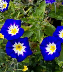 Svlačec trojbarevný Royal Ensign - Convolvulus tricolor - osivo svlačce - 50 ks