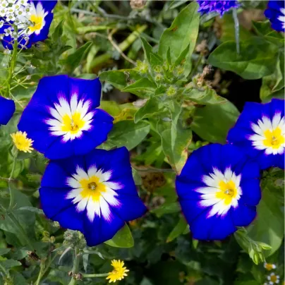 Svlačec trojbarevný Royal Ensign - Convolvulus tricolor - osivo svlačce - 50 ks