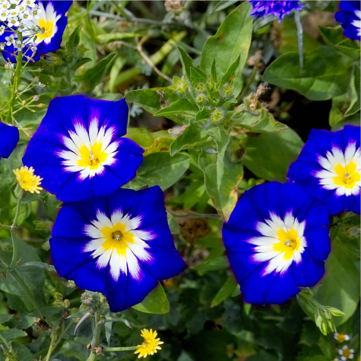 Svlačec trojbarevný Royal Ensign - Convolvulus tricolor - osivo svlačce - 50 ks
