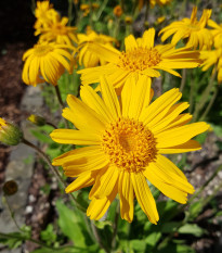 Prha chlumní - Arnika horská - Arnica montana - osivo arniky - 13 ks