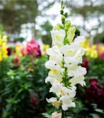 Šalvěj zářivá mix barev - Salvia splendens - osivo šalvěje - 15 ks
