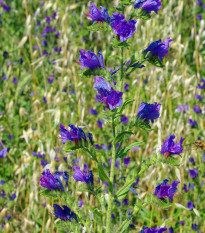 Hadinec jitrocelovitý - Echium plantagineum - osivo hadince - 100 ks