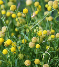 Jahodová tráva - Záplevák vonný - Cephalophora aromatica - osivo jahodové trávy - 10 ks