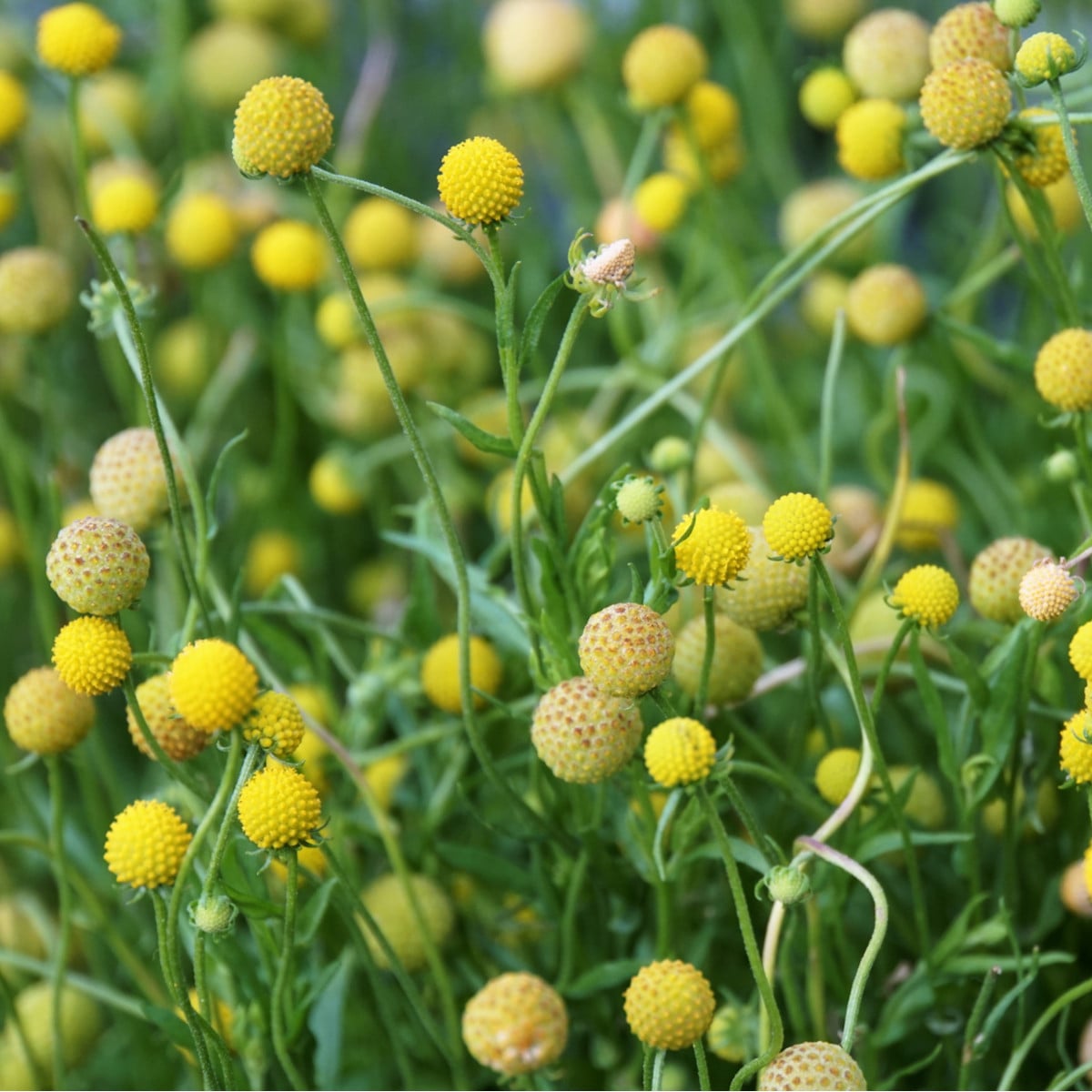 Jahodová tráva - Záplevák vonný - Cephalophora aromatica - osivo jahodové trávy - 10 ks
