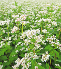 Pohanka setá - Polygonum fagopyrum - osivo pohanky - 20 ks