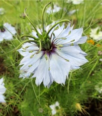 Černucha setá - Kmín černý - Nigella sativa - osivo černuchy - 25 ks