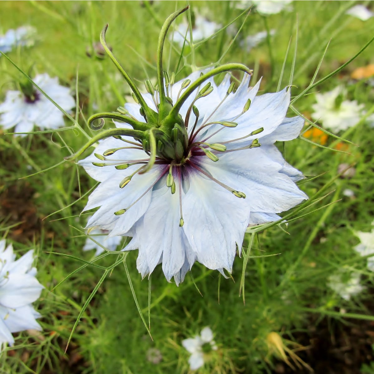 Černucha setá - Kmín černý - Nigella sativa - osivo černuchy - 25 ks