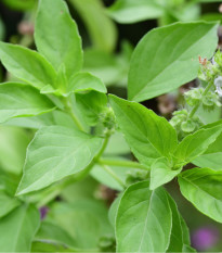 Bazalka citrónová - Ocimum basilicum citriodorum - osivo bazalky - 100 ks