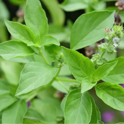 Bazalka citrónová - Ocimum basilicum citriodorum - osivo bazalky - 100 ks