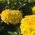 Aksamitník nízký Gold - Tagetes patula - osivo aksamitníku - 0,3 g