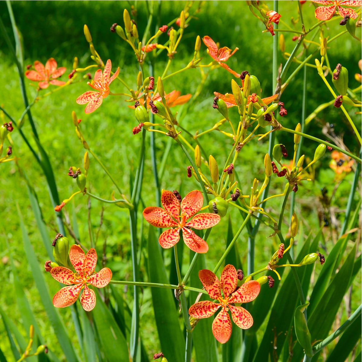 Angínovník čínský - Iris domestica - osivo angínovníku - 5 ks