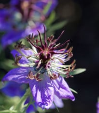 Černucha španělská - Nigella hispanica - osivo černuchy - 80 ks
