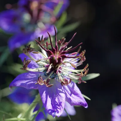 Černucha španělská - Nigella hispanica - osivo černuchy - 80 ks