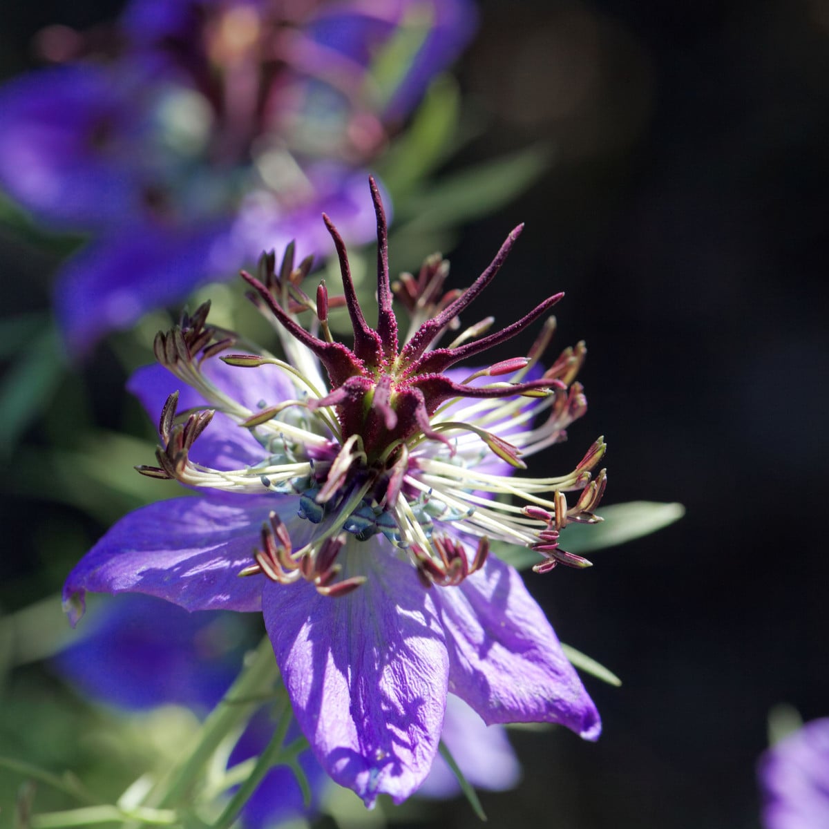 Černucha španělská - Nigella hispanica - osivo černuchy - 80 ks