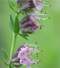 Yzop lékařský růžový - Hyssopus officinalis - osivo yzopu - 100 ks