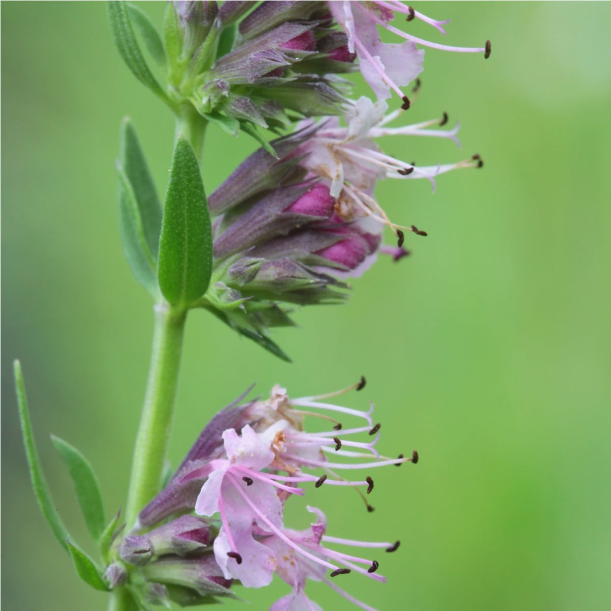 Yzop lékařský růžový - Hyssopus officinalis - osivo yzopu - 100 ks