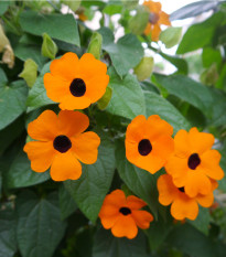 Smatovka křídlatá pnoucí směs barev - Thunbergia alata - osivo smatovky - 12 ks