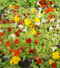Kejklířka zkřížená Magic Mix F1 - Mimulus hybridus - osivo kejklířky - 50 ks