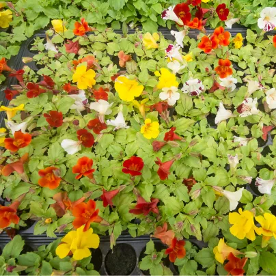 Kejklířka zkřížená Magic Mix F1 - Mimulus hybridus - osivo kejklířky - 50 ks