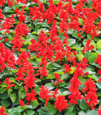 Šalvěj zářivá Johannisfeuer - Salvia splendens - osivo šalvěje - 15 ks