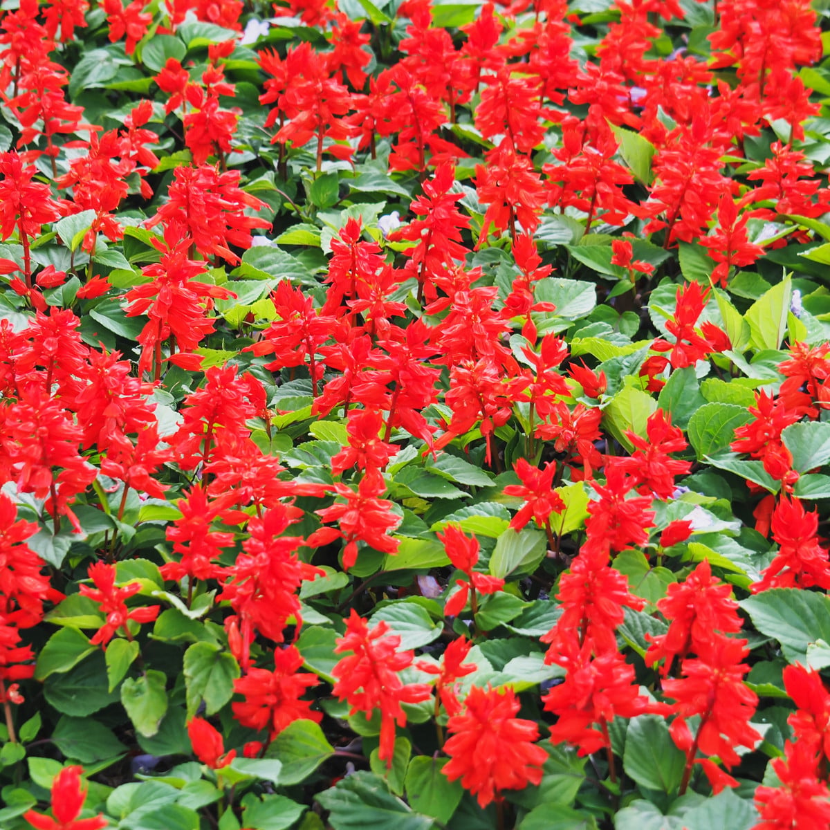 Šalvěj zářivá Johannisfeuer - Salvia splendens - osivo šalvěje - 15 ks