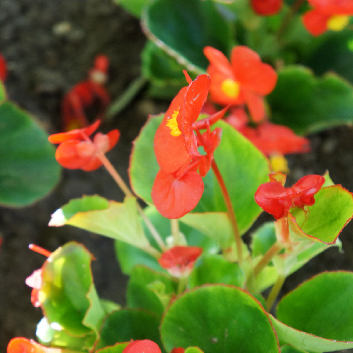 Begonie Heaven Red F1 - Voskovka - Begonia semperflorens - osivo begonie - 10 ks