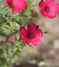 Len červený velkokvětý - Linum grandiflorum - osivo lnu - 140 ks