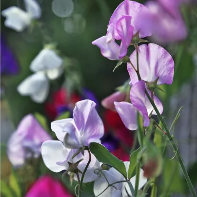 Hrachor vonný Bijou směs - Lathyrus odoratus - osivo hrachoru - 16 ks