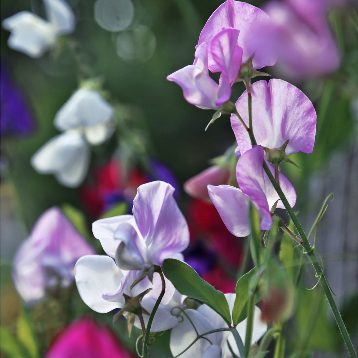 Hrachor vonný Bijou směs - Lathyrus odoratus - osivo hrachoru - 16 ks
