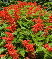 Šalvěj zářivá Blaze of Fire - Salvia splendens - osivo šalvěje - 15 ks