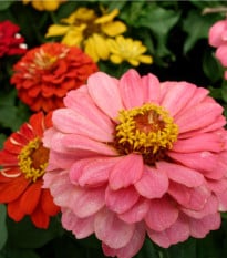 Ostálka Liliput - Zinnia elegans - osivo ostálky - 50 ks