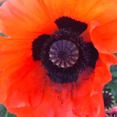 Mák turecký - Papaver glaucum - osivo máku - 0,2 g