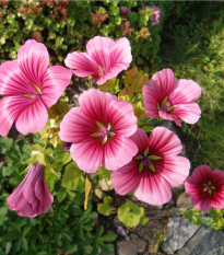 Slézovka trojklaná purpurová - Malope trifida - osivo slézovky - 25 ks