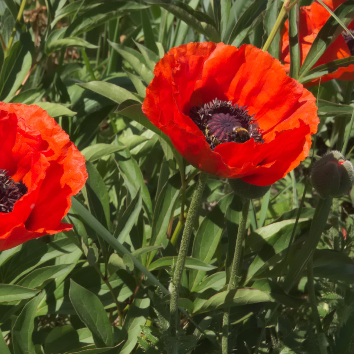 Mák východní Scharlach - Papaver orientale - osivo máku - 400 ks