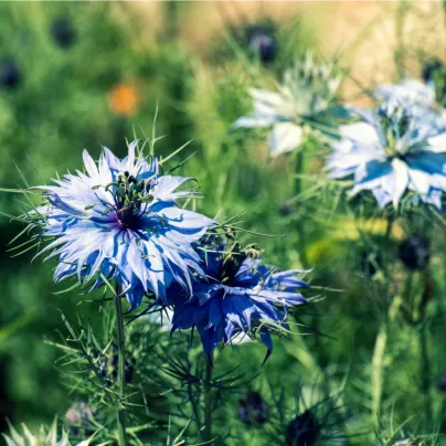 Černucha modrá damašská - Nigella Damascena - osivo černuchy - 200 ks