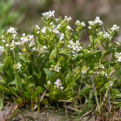 Lžičník lékařský - Cochleria officinalis - osivo lžičníku - 20 ks