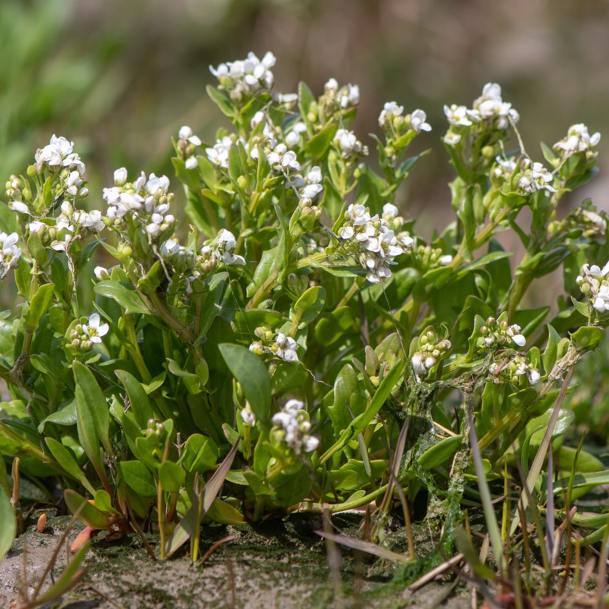 Lžičník lékařský - Cochleria officinalis - osivo lžičníku - 20 ks