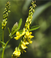 Komonice lékařská - Melilotus officinalis - osivo komonice - 30 ks