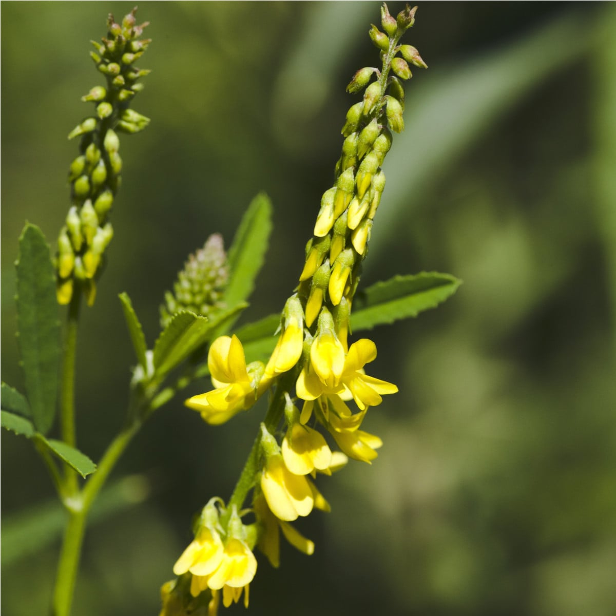 Komonice lékařská - Melilotus officinalis - osivo komonice - 30 ks