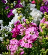 Fiala letní Miracle směs - Matthiola incana - osivo fialy - 60 ks