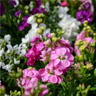 Fiala letní Miracle směs - Matthiola incana - osivo fialy - 60 ks
