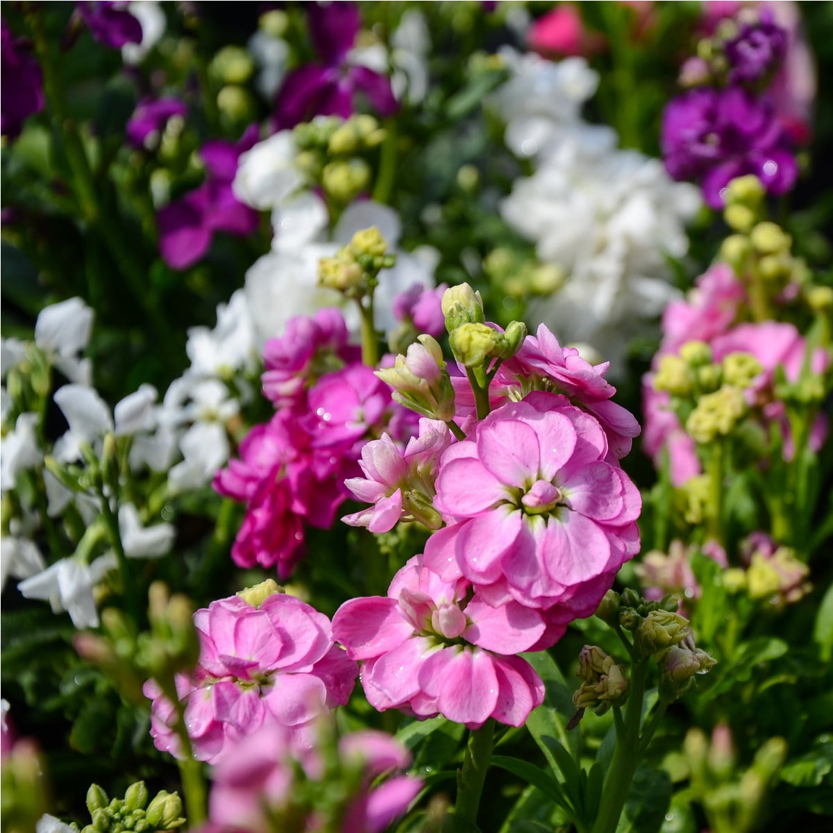 Fiala letní Miracle směs - Matthiola incana - osivo fialy - 60 ks
